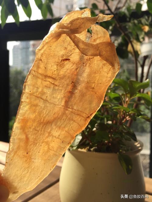 20头鱼胶大概多少钱一斤 20头的鱼胶一般多少钱