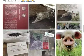 14岁高龄“猪坚强”因年老衰竭离世图片