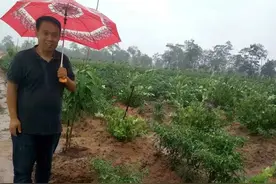 我在柬埔寨纪实（连载4）-柬埔寨搞农业图片