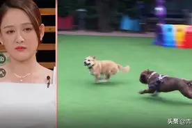 陈乔恩家的狗是龅牙，哭的时候狗会来安慰，异地恋靠1个方法维持图片