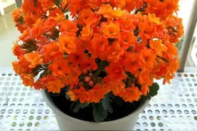 10大“吉祥花”，寓意深远，好看又大气，转运又旺家图片