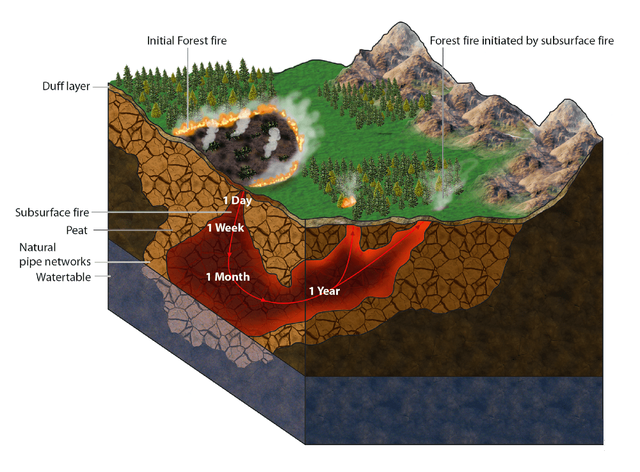 澳洲母牛开始吃蛇，专家称缺乏营养，是真的吗？这预示着什么？