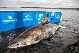 一条巨大的白色鲨鱼，在大西洋西北区域被抓到，号称“海洋女王”图片