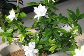 植物界"醋美人"：盆栽栀子花、茉莉花喂它，绿叶呼呼长爆盆图片