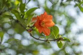 初夏深情石榴叶诗词7首，石榴天上叶，寻得石榴双叶子，欲贻谁？图片