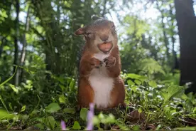 他花数年时间，拍下松鼠生气、吃惊、忧郁、惊喜的样子图片