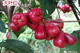 莲雾种植栽培管理技术-详细图片