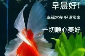 在孤独的时候，给自己安慰；在寂寞的时候，给自己温暖，早安图片
