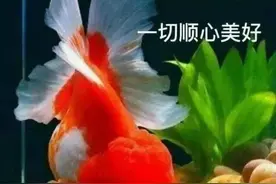 在孤独的时候，给自己安慰；在寂寞的时候，给自己温暖，早安图片