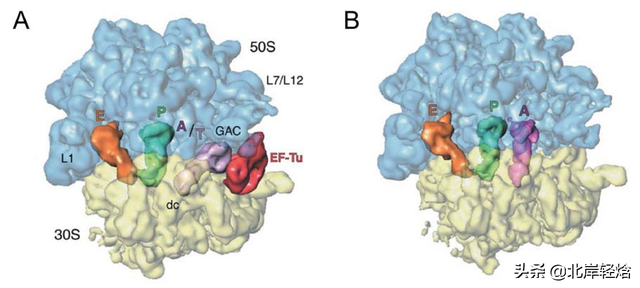 核糖体：揭开生物体内合成蛋白质的奥秘 2009年诺贝尔化学奖介绍