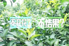 柑橘树长得旺盛，就是不开花不结果，专家指出原因，及3个小方法视频封面