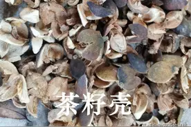 将茶籽壳加工成动物饲料的操作技术，药饲兼用运用效果好图片