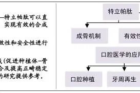 重组人甲状旁腺激素(1-34)促成骨作用及在口腔领域的应用图片