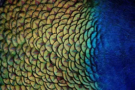 达尔文把性选择搞反了？图片