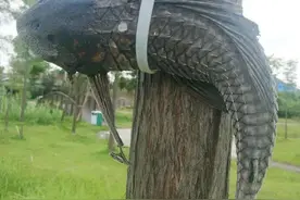 盘点钓鱼界的狠人，对鱼狠对自己更狠，一个比一个狠图片