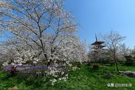 10张图看武汉的樱花 阳光下纯洁干净的花瓣让人身心放松图片