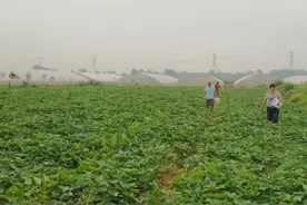 你还在灌根防害虫？试试一种新方法，效果好，红薯种植户要注意图片
