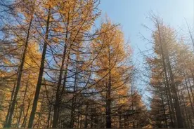 两味药减肥方，一通一补有奇效图片