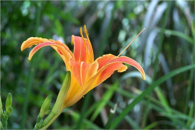 黄花菜的营养价值(黄花菜的营养价值及功效与作用)