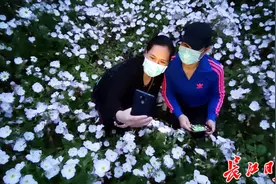 墨水湖畔，小白菊盛开 | 图集图片