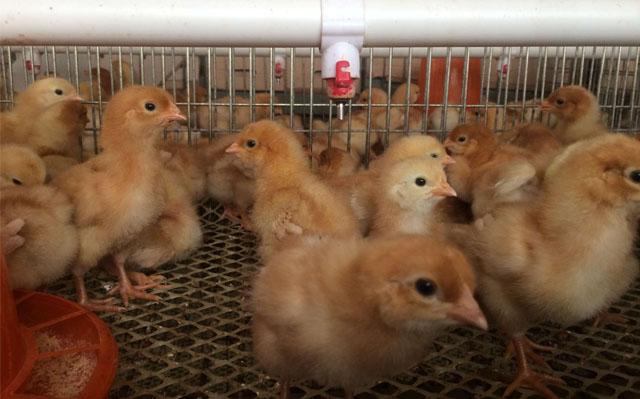 什么是小鸡开口药?怎样选择才正确?