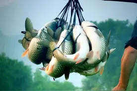 高手在民间，闽北神奇弓鱼术，能让鱼离水几天不死，是真的吗？图片