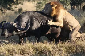 可怕的草原雄狮联盟，一个六狮组，一年多就杀了100多只狮子图片