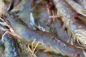 买大虾，别只看价钱，遇到这4种白送都不能要，老板自己从来不吃图片