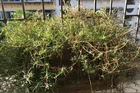 立秋后养太阳花，就应该按这方法来，快速爆盆立马满盆花图片