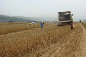 2020年粮食直补还有吗？发放时间是什么时候？图片