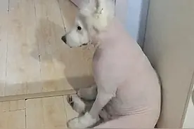 为了家里干净，主人带萨摩去剃光了毛发，隔天去看时有些心疼了图片