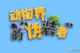 伪装技术哪家强？看动物界高手教你“七十二变”图片