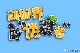 伪装技术哪家强？看动物界高手教你“七十二变”图片