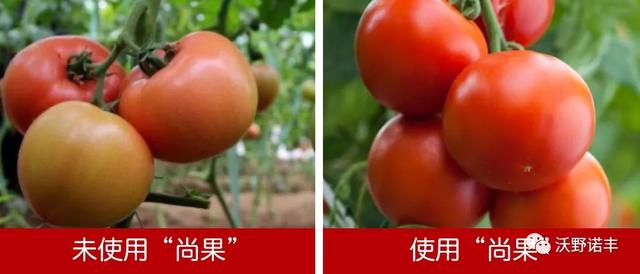 国家重点研发计划产业化「2021国内酶解氨基酸叶面肥的新旗舰」