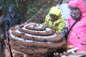 灵山三小伙养出巨大土蜂巢，1.45米长能卖上万元图片