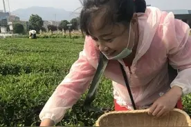 直播间设在茶园里，跟着采茶妹妹采茶啦图片