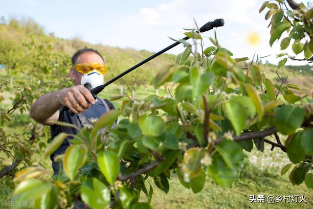 什么是氨基酸叶面肥？它的具体作用是什么？
