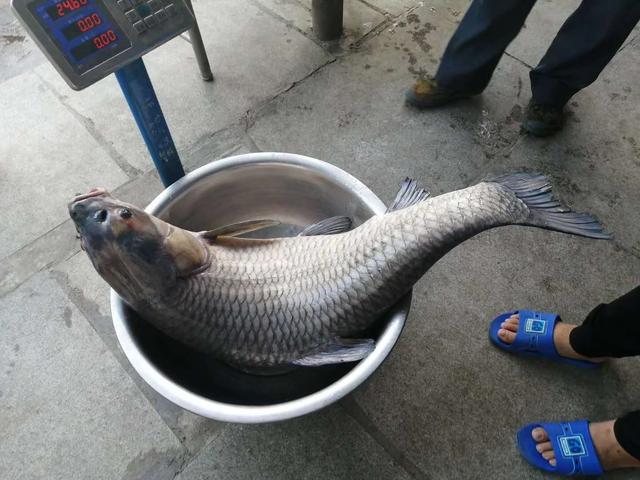 分享几款夏天自制饵料配方，材料便宜制作简单，大鱼尤其喜欢