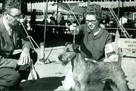 寻根问祖系列（93）：爱尔兰梗（Irish Terrier）图片