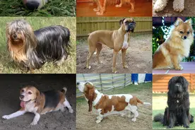 狗子交配时出现拔不出的情况，这是真的吗？遇见危险怎么办？图片