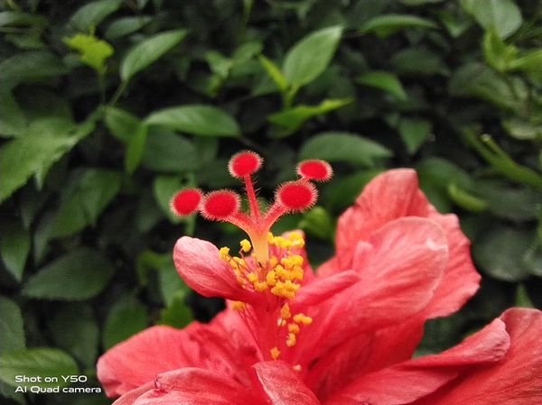 轻松征服全场景拍照！vivo Y50智慧四摄助你一臂之力