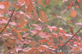 红叶遍山间，石家庄平山红崖谷群峰换新颜！图片