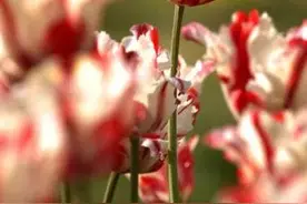花卉摄影时如何设置相机？必备色彩知识图片