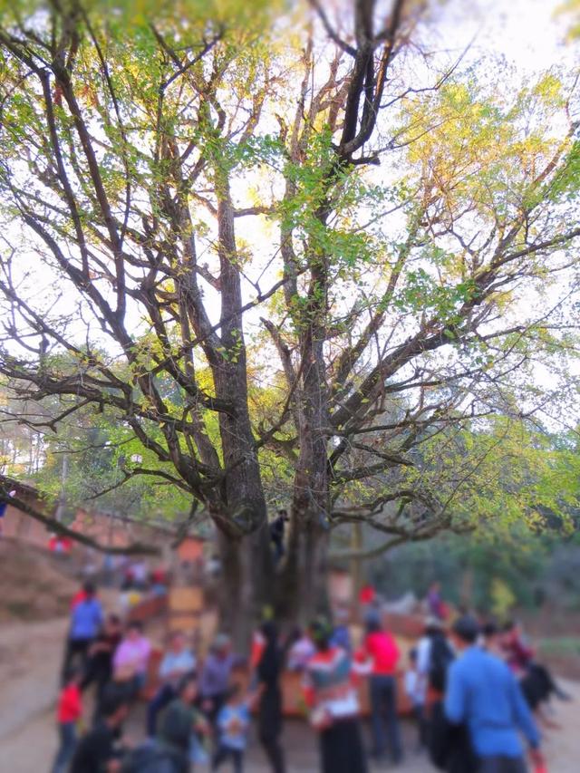 秋风吻尽银杏叶，艳遇醉美帽子峰