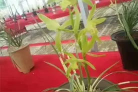 4年前，陕西兰展上一颗蕙兰获得特金奖，后来以150万元的价格成交图片