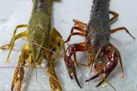 同样是小龙虾，“青壳”和“红壳”的区别其实很大，看完涨知识了图片