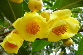 植物活化石——金花茶：浅谈金花茶栽培与病虫害防治图片