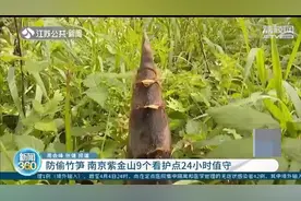 偷偷跑到南京紫金山挖竹笋，嘴馋丢人，破坏景区生态图片