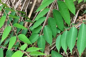 不小心接触到“漆树”怎么办？兰兰分享这2招方法，简单还实用图片