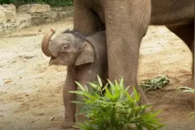 巨萌！来看出生体重超100公斤的大象宝宝图片